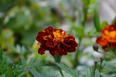 Beyaz arka planda turuncu çiçekli marigold bitkisi. Bahçe dekoru. Çiçek süslemesi.