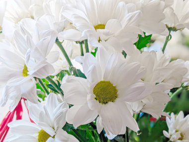 Beyaz Kasımpatı çiçeğinin resmini kapat.