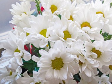 Beyaz Kasımpatı çiçeğinin resmini kapat.