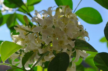 Çiçekli Muraya Paniklemesi (Turuncu Yasemin) Çiçek Yakın Çekimi