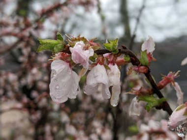 Çiçeklenme dalları kiraz renginde. Arka plan. Uzayı kopyala.