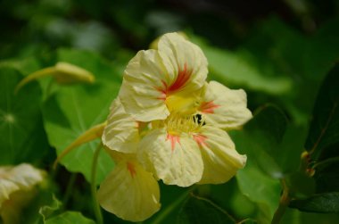 Açık Sarı Nasturtium Kan Turuncu İşaretlerle Çiçek Açtı