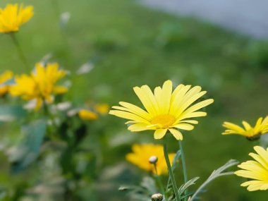 Sarı Marguerite papatyası (Argyranthemum frutescens) çiçekleri