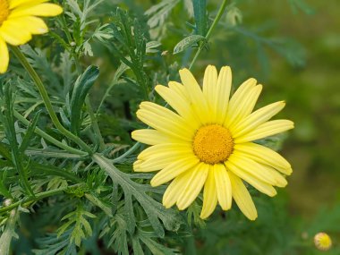 Sarı Marguerite papatyası (Argyranthemum frutescens) çiçekleri