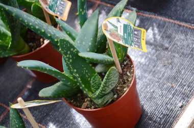 Yeşil aloe bitkisinin hem sağlıklı hem de cilt besinleri için birçok faydası vardır..