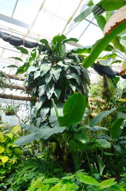 Taze yeşil yapraklı tropik muz ağaçları yemyeşil büyüyor.