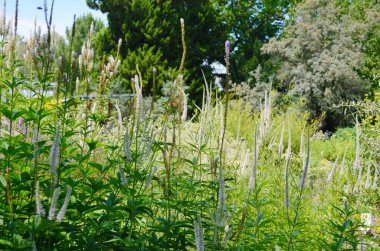 Dik çiçekli otlağın yakın plan bitkisi veronicastrum virginicum.