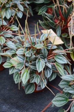 Peperomia caperata kırmızı ay yaprağı bitkisi kalp şeklindeki desenler renkli doğal bahçe arka planı