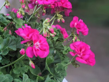 Yakın plan Pembe Geranium çiçekleri yeşil arka planda. Geranium 'un çiçek açan dalı.