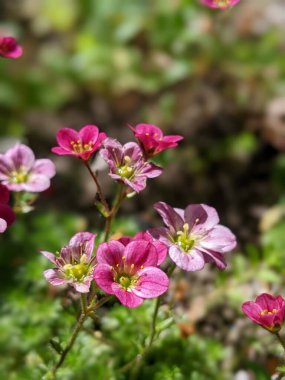 Mor Saxifrage çiçeklerinin güneş ışığında yakın çekimi.
