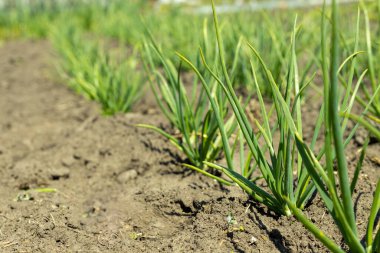 Güneşli yaz günlerinde organik evde taze soğan yetişir. Otantik çiftlik serisi