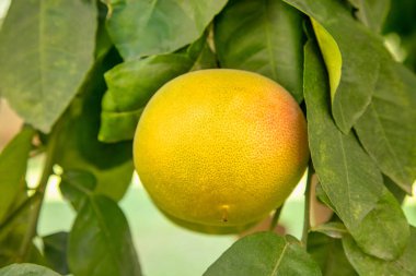 Güneydeki organik evde greyfurt olgunlaşıyor. Otantik çiftlik serisi