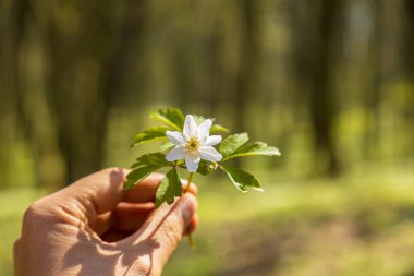 İlkbaharın başlarında ormanda beyaz çiçek. Canlı yemyeşil yeşilliklerin önünde bir Anemone çiçeğini tutan bir ele yakından bakın.