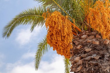 Palmiye ağacına yakın bir yerde, dalları olgun hurma ağaçları var. Otantik çiftlik serisi.