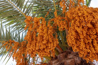 Palmiye ağacına yakın bir yerde, dalları olgun hurma ağaçları var. Otantik çiftlik serisi.