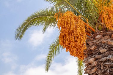 Palmiye ağacına yakın bir yerde, dalları olgun hurma ağaçları var. Otantik çiftlik serisi.
