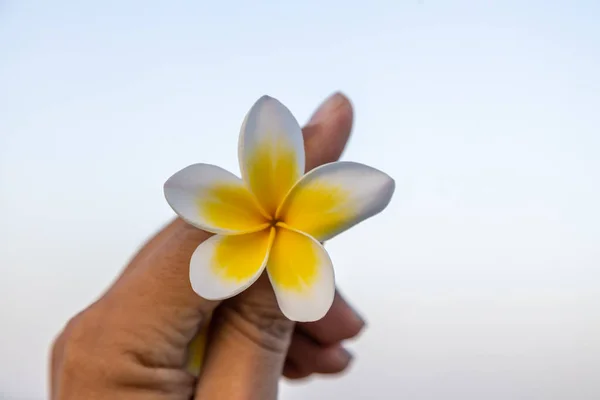 Main Tenant Fleur Tropicale Devant Ciel — Photo