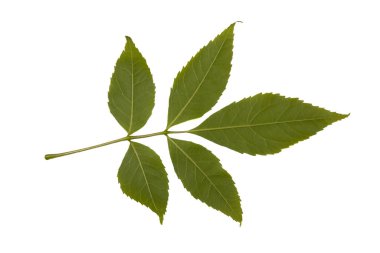 Beyaz arka planda kül ağacı yaprağı izole edilmiş. Bitki serisi