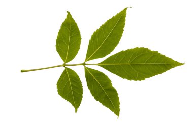 Beyaz arka planda kül ağacı yaprağı izole edilmiş. Bitki serisi