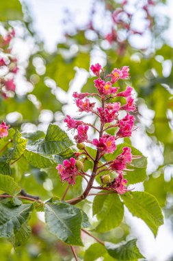 Paris 'te bahar mevsiminde kırmızı çiçekli at kestanesi (Aesculus rubicunda). Çiçeklere yaklaş.
