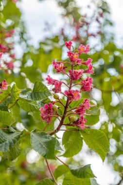 Paris 'te bahar mevsiminde kırmızı çiçekli at kestanesi (Aesculus rubicunda). Çiçeklere yaklaş.