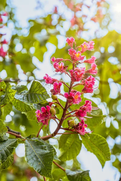 Paris 'te bahar mevsiminde kırmızı çiçekli at kestanesi (Aesculus rubicunda). Çiçeklere yaklaş.
