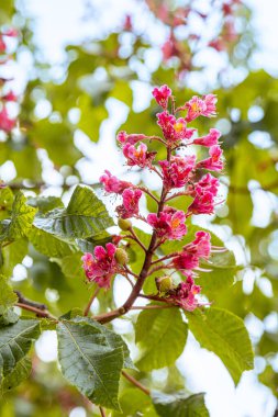 Paris 'te bahar mevsiminde kırmızı çiçekli at kestanesi (Aesculus rubicunda). Çiçeklere yaklaş.