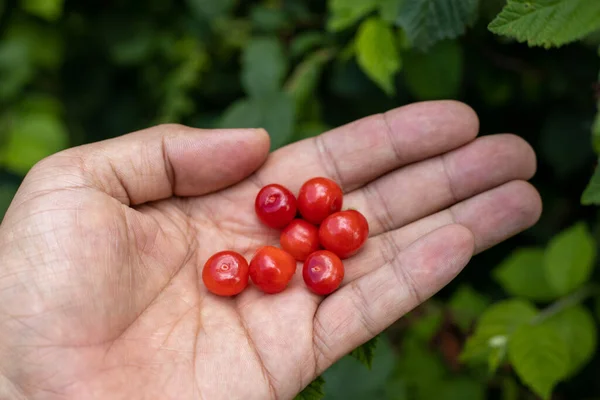 Berry Cherry Jepang Tangan Seorang Petani Seri Pertanian Otentik — Stok Foto