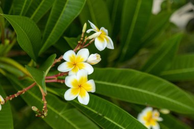 Ağaç dalında tropik bir çiçek. Tropik tatil köyü konsepti. Yumuşak Odaklanma