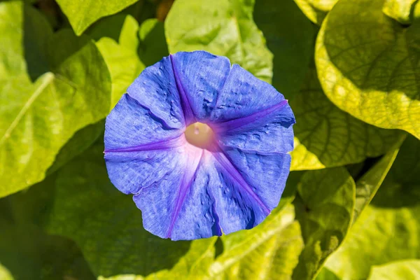 Gorgeous Blue Flowers Morning Glory Close Ipomoea Convolvulus Flower — Stock Photo, Image