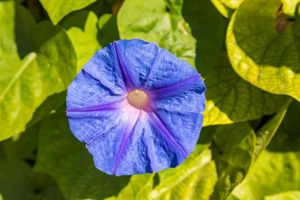 Gorgeous Blue Flowers Morning Glory Close Ipomoea Convolvulus Flower — Stock Photo, Image