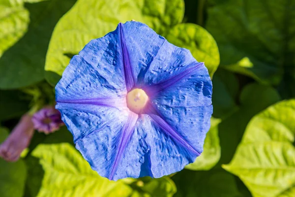 Gorgeous Blue Flowers Morning Glory Close Ipomoea Convolvulus Flower — Stock Photo, Image