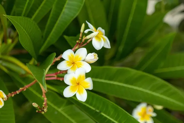 Tropische Blume Auf Dem Ast Tropical Resort Konzept Weicher Fokus — Stockfoto