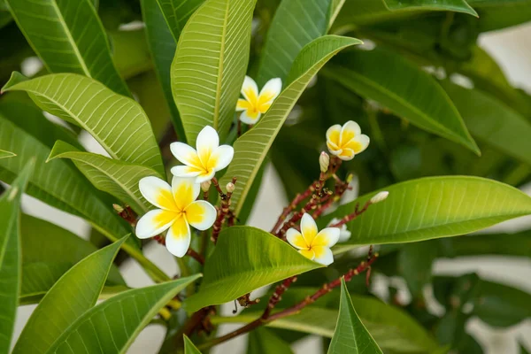 Tropische Blume Auf Dem Ast Tropical Resort Konzept Weicher Fokus — Stockfoto