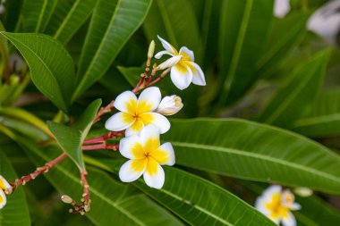 Ağaç dalında tropik bir çiçek. Tropik tatil köyü konsepti. Yumuşak Odaklanma