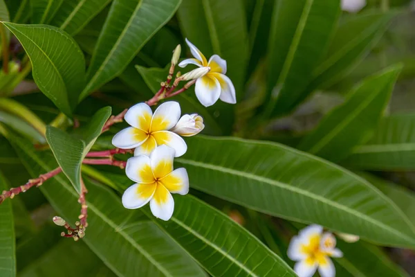 Tropische Blume Auf Dem Ast Tropical Resort Konzept Weicher Fokus — Stockfoto