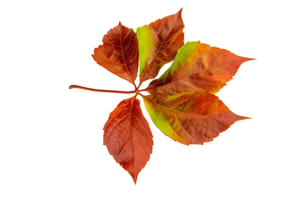 Czerwony Jesienny Liść Winorośli Izolowany Białym Tle — Zdjęcie stockowe