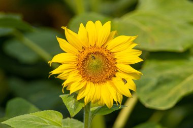 Sahada ayçiçeği var. Yakın plan. Otantik çiftlik serisi