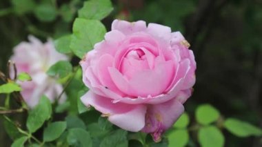 Bahçeli organik evde rüzgarda sallanan pembe doğal gül..