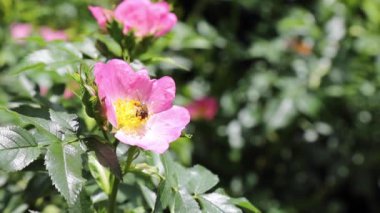 Bahçeli organik bir evde rüzgarda asılı duran pembe doğal köpek gülü. Meşgul arı çiçeği döller.. 