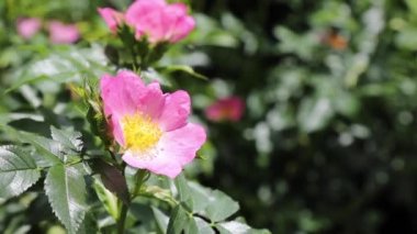 Bahçeli organik bir evde rüzgarda asılı duran pembe doğal köpek gülü. Meşgul arı çiçeği döller.. 