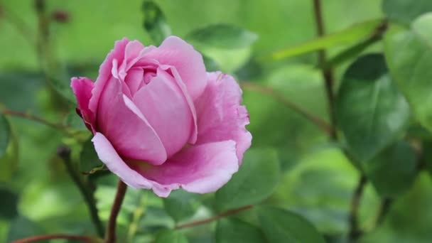 Rosa Rosa Natural Colgando Viento Hogar Orgánico Con Jardín — Vídeo de stock