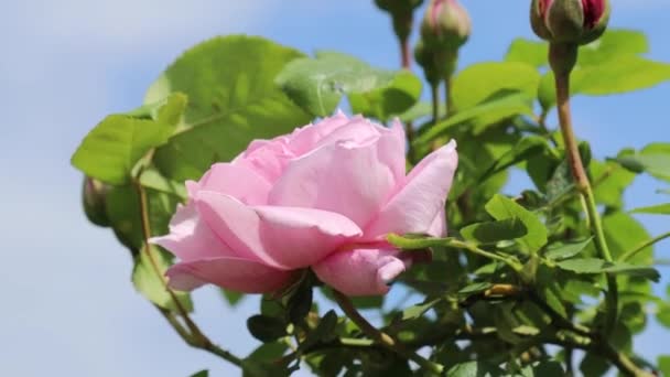 Pink Natural Rose Hanging Wind Organic Household Garden — Stock Video