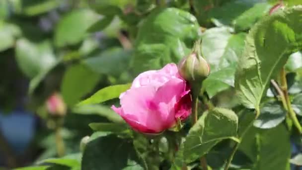 Ροζ Φυσικό Τριαντάφυλλο Κρέμεται Στον Άνεμο Στο Βιολογικό Νοικοκυριό Κήπο — Αρχείο Βίντεο
