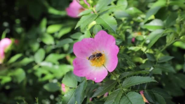 庭付きの有機家庭で風になびくピンクの自然犬バラ 忙しい蜂が花を受粉させる — ストック動画