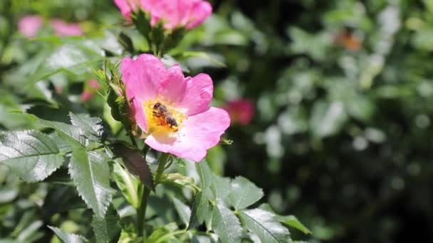 粉红天然的狗儿玫瑰挂在风中 在有花园的有机家庭里 蜜蜂忙着给花授粉 — 图库视频影像