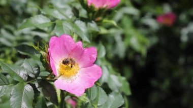 Bahçeli organik bir evde rüzgarda asılı duran pembe doğal köpek gülü. Meşgul arı çiçeği döller.. 