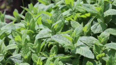 Organik ev halkında taze nane yaprakları rüzgara el sallıyor.