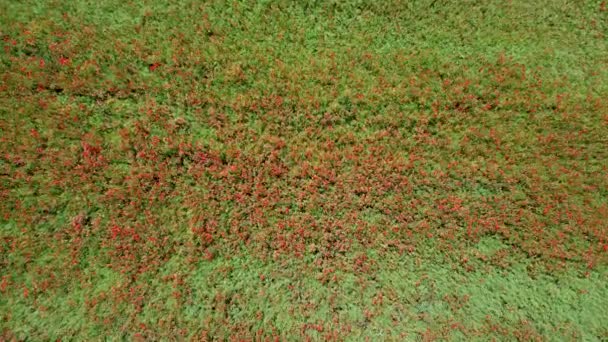 Vzdušné Záběry Červených Máků Kvetou Zemědělském Poli Pohled Shora Boku — Stock video