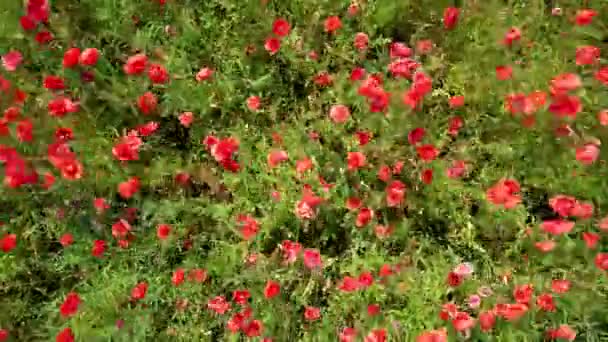 Aerial Footage Red Poppies Bloom Agricultural Field Top Side View — Stock Video